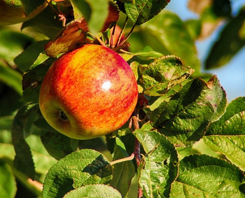 نهال سیب آذر نهال