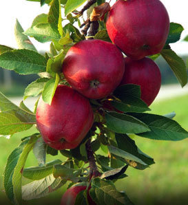درخت سیب روسی ،خرید نهال سیب 