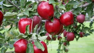 نهال درخت سیب روسی، نهالستان آذر نهال احمدی آذر
